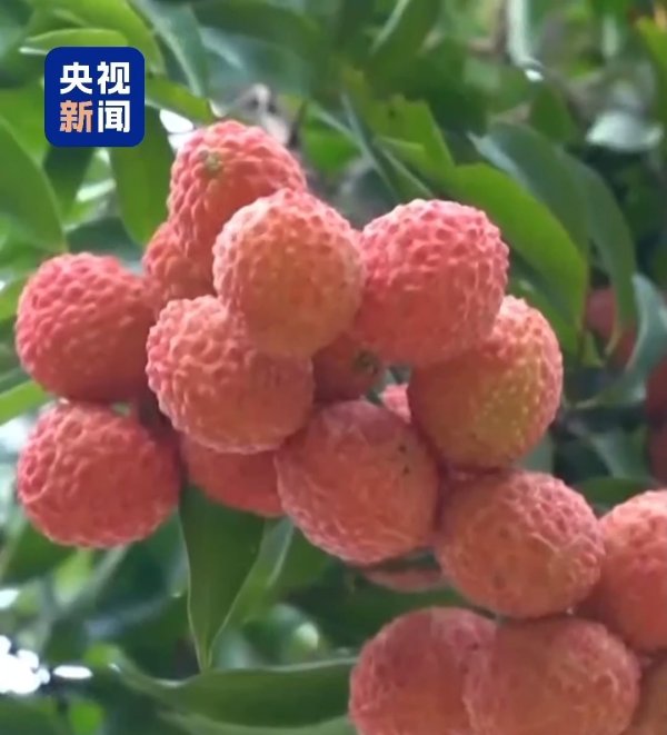 聚富人 “粤”上新台阶丨水果千千万&#32;广东人为何“独宠”荔枝？